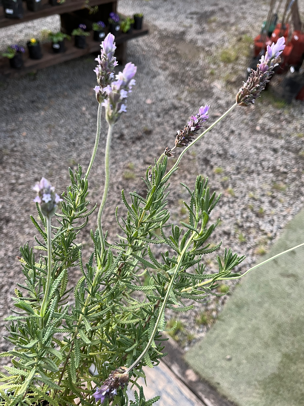 LAVANDA