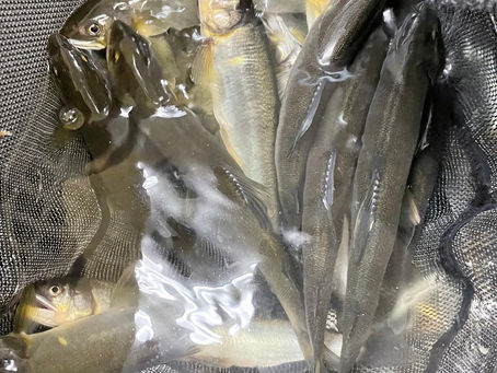 刺身の鮎がたーっくさん