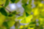 background_julia_ring.jpg