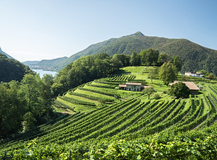 Copia di vigneti-Val Mara-Milo Zanecchia-1.jpg
