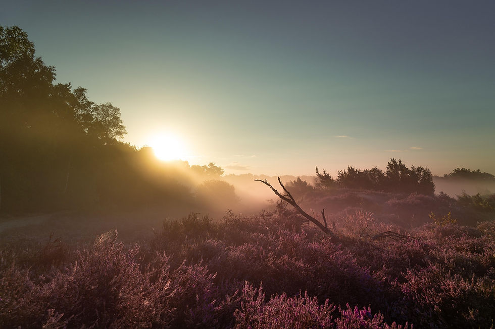 matthias_groeneveld-netherlands-8202324_1920.jpg