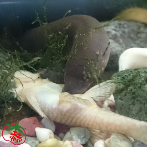 レピドシレン パラドクサ飼育日記