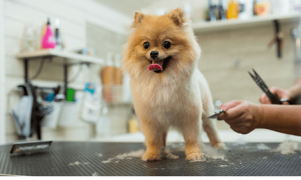 Design an Automated End-to-End Data Pipeline for a Mobile Pet Grooming Service 