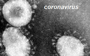 coronavirus sciencia in rete.png