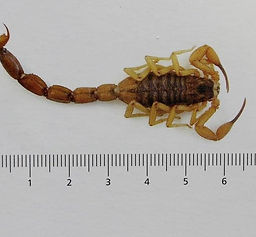 ESCORPIAO AMARELO.jpg