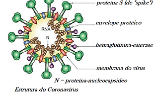 corona vius.png