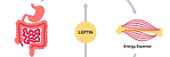 LEPTINA.png