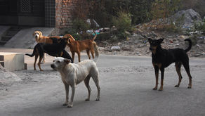 Underrated Urban Wildlife: Can Street Animals in Cities Contribute to Sustainable Living Environments?