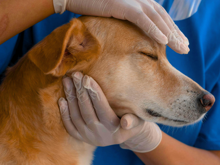 Evde Farkında Olmadan Kedi ve Köpeğinizi Zehirleyebilecek Şeyler Nelerdir?