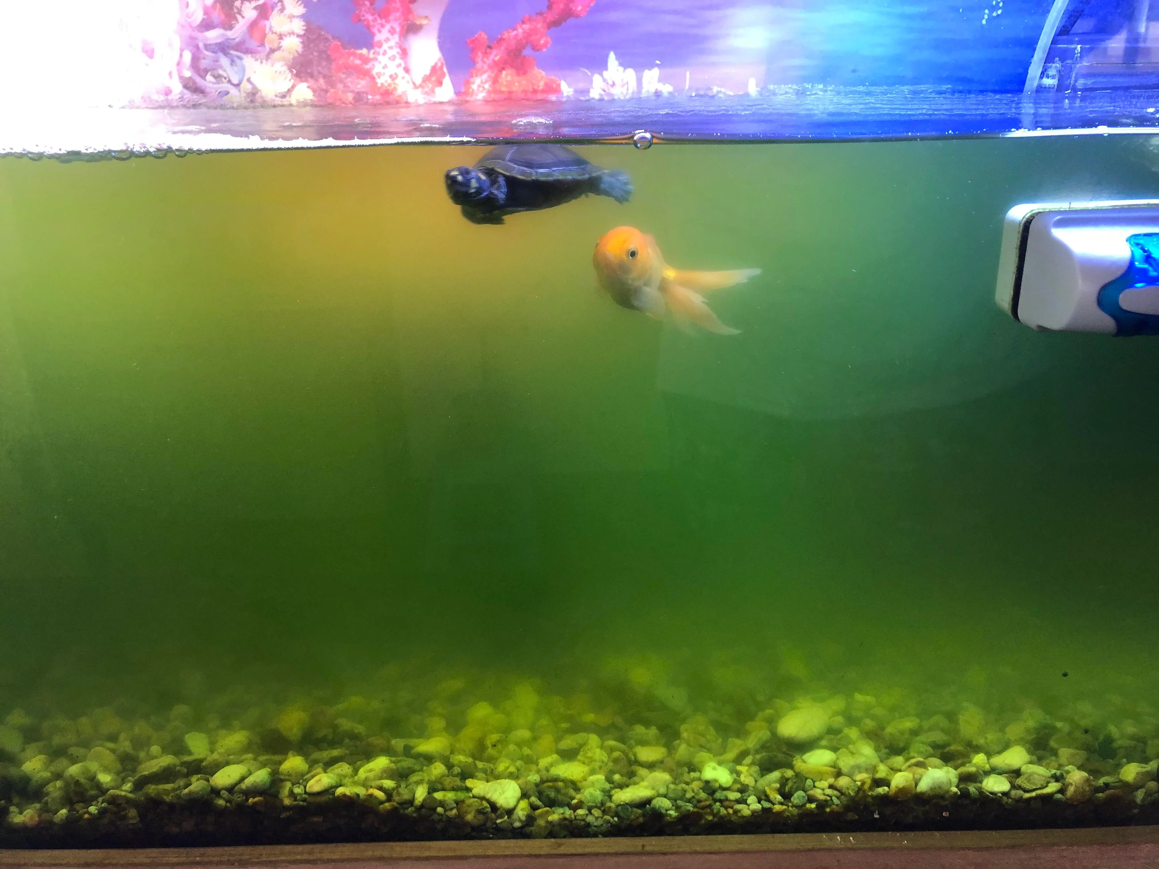 Why Is My Aquarium Water Turning Green?