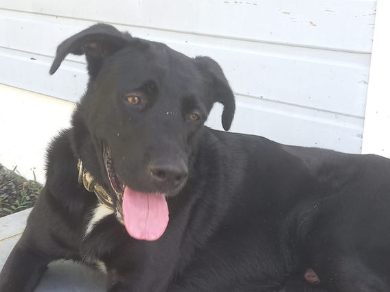 MILOU, chien croisé créole à adopter. Découvrez plus de détails avec Les Loulous de Gwada - Association de protection animale depuis 2012
