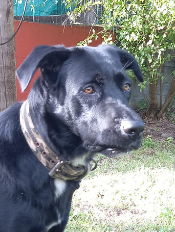 MILOU, chien croisé créole à adopter. Découvrez plus de détails avec Les Loulous de Gwada - Association de protection animale depuis 2012