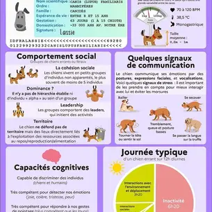 Fiche pédagogique : Tout savoir sur le chien