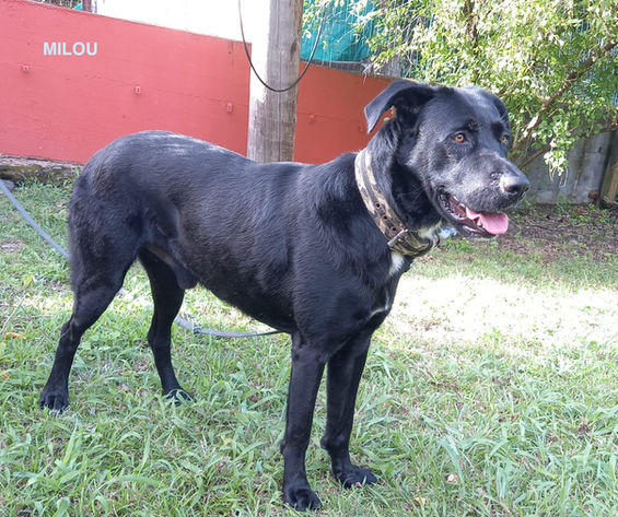 MILOU, chien croisé créole à adopter. Découvrez plus de détails avec Les Loulous de Gwada - Association de protection animale depuis 2012