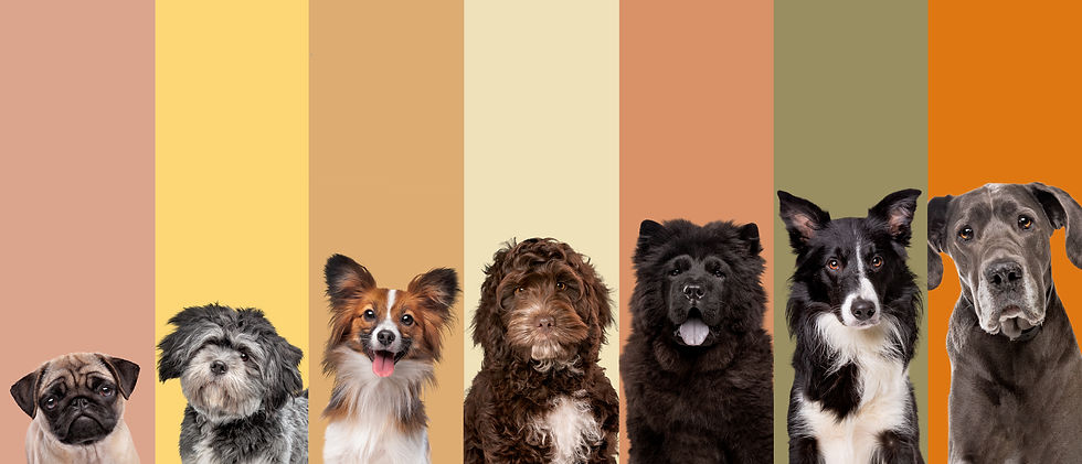 seven-dog-portraits-front-natural-colors.jpg