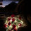 Miniatura: Doze rosas com LED PREMIUM