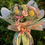Miniatura: Buquê Butterfly 6 rosas!
