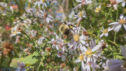 Bee feeding
