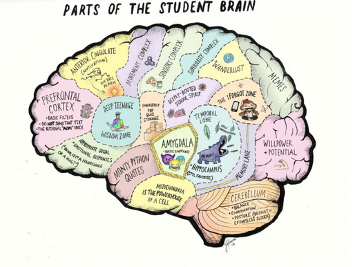 The Teen Brain