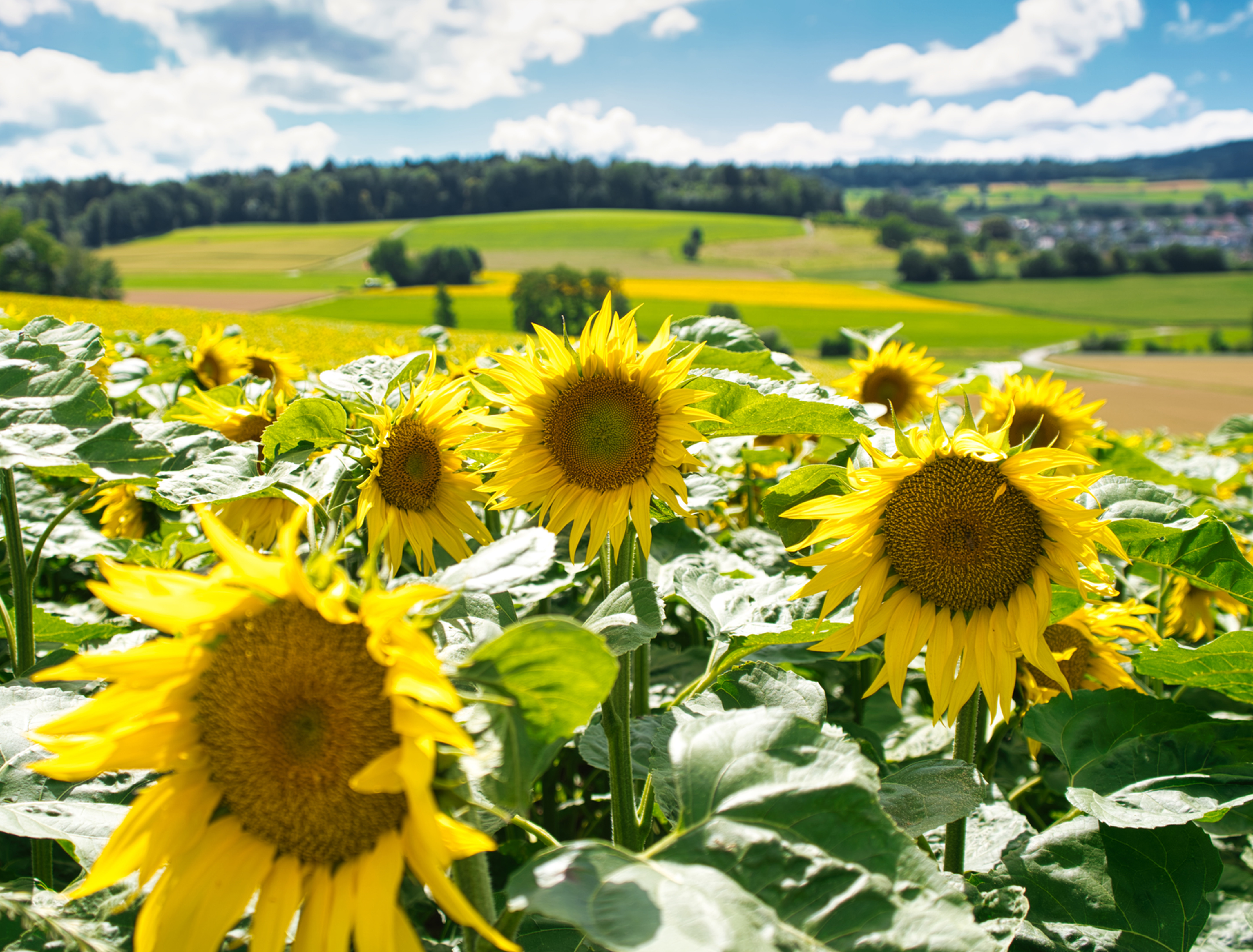 Heisser Sommertag Sonnenblume