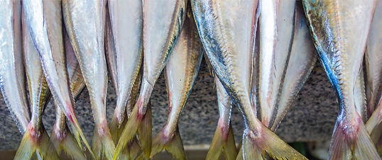 Haddock Blocks PRODUCTS | Oceanfishseafoods