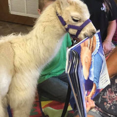 Llama Storytime