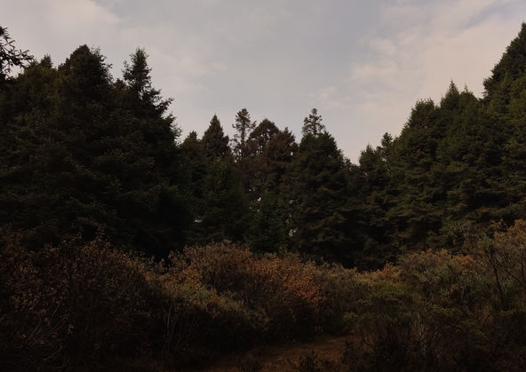 Dentro del Bosque de Mitlanco.
