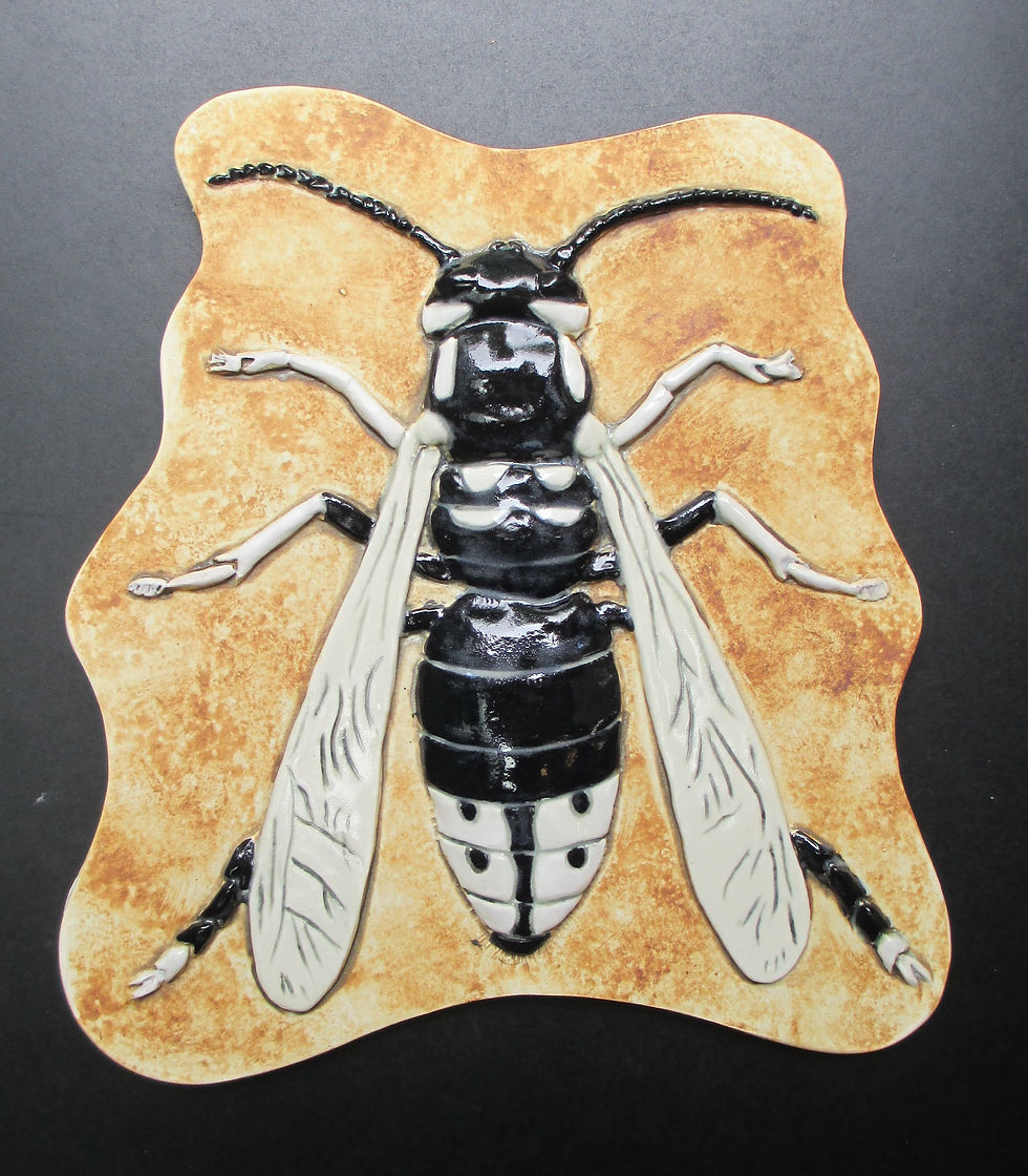 Dolichovespula maculata