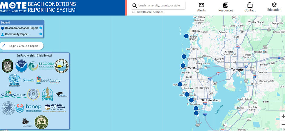 Red Tide Report | Clearwater, Indian Rocks & St. Pete Beach