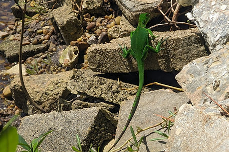 wildlife in Englewood, wildlife, englewood, reptiles, mammals, birds, Englewood birds, Englewood reptiles, snakes, alligators