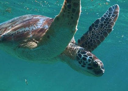 Snorkel with Sea Turtles at Akumal Bay