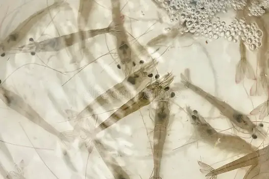 live shrimp englewood, florida