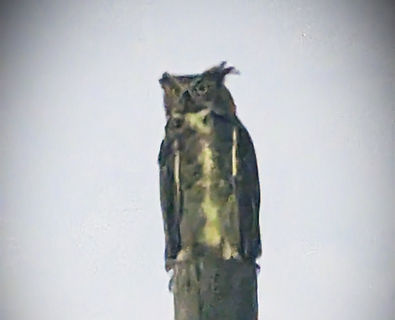 wildlife in Englewood, wildlife, englewood, reptiles, mammals, birds, Englewood birds, Englewood reptiles, snakes, alligators