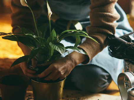 Build an Overall Foundation for Your Health