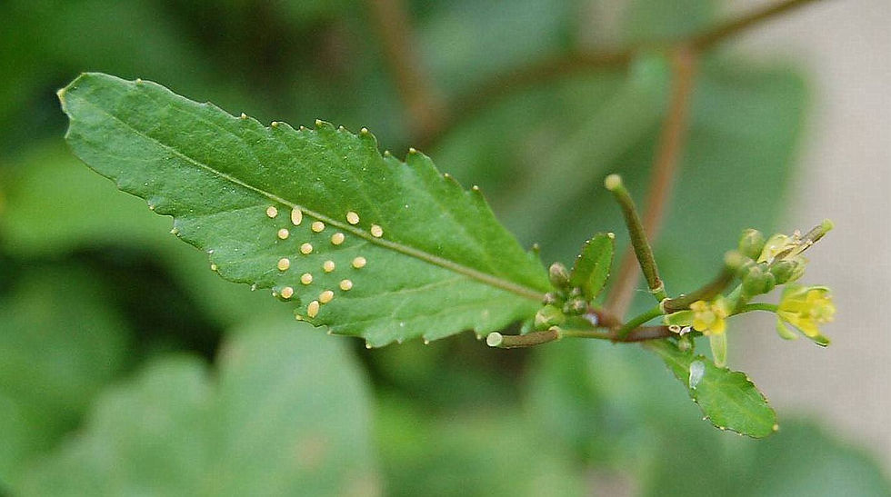 Rapistrum ruogosum