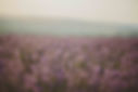 IMG_4539-copy.jpeg