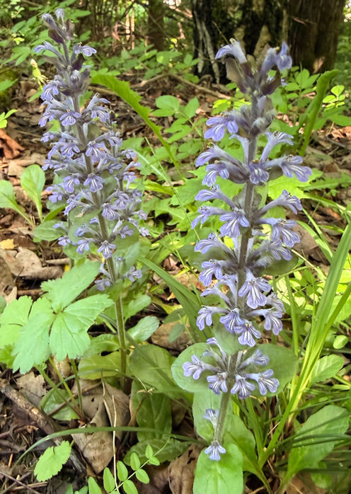 IMG_5479.jpeg