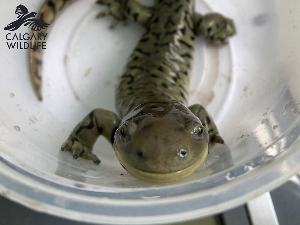Patient Update Western Tiger Salamander