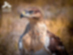 Rehabilitated Ferruginous Hawk Flies Free