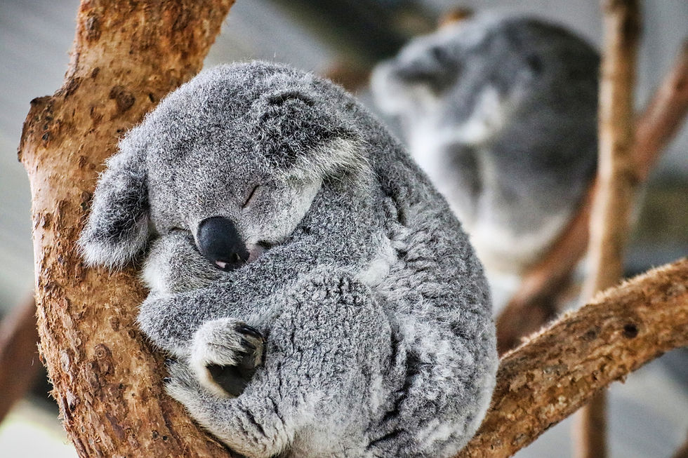 SCHLUMMER KLEINER KOALA
