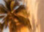 REF PALMERA_02R.jpg