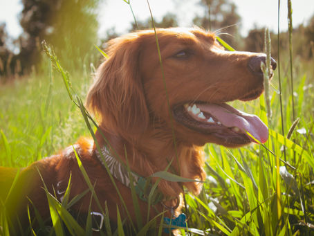 Urlaub mit Hund am See in Kärnten