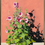 Thumbnail: Hollyhocks and Adobe