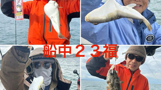 【ショウサイフグ】2名様乗船・船中23福・ゲスト(ヒガンフグ)・竿頭9福・次8福・最大37.5cm