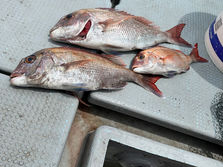 播磨の釣り船 遊漁船 剛丸