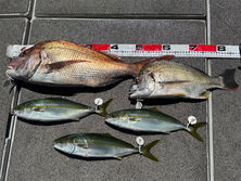 ツバス３本・鯛１枚・チヌ１枚