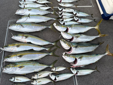 【ジギング・サビキ】船中ハマチ１１本・鯵１５本・鯖１１本・竿頭ハマチ５本