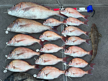 【タイラバ】７５cm・６３cm釣れました。船中２０枚・リリース３枚・黒鯛１枚・イネゴチ１本・ガシラ１匹