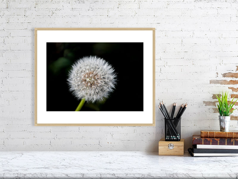 Thumbnail: Dandelion Head 001