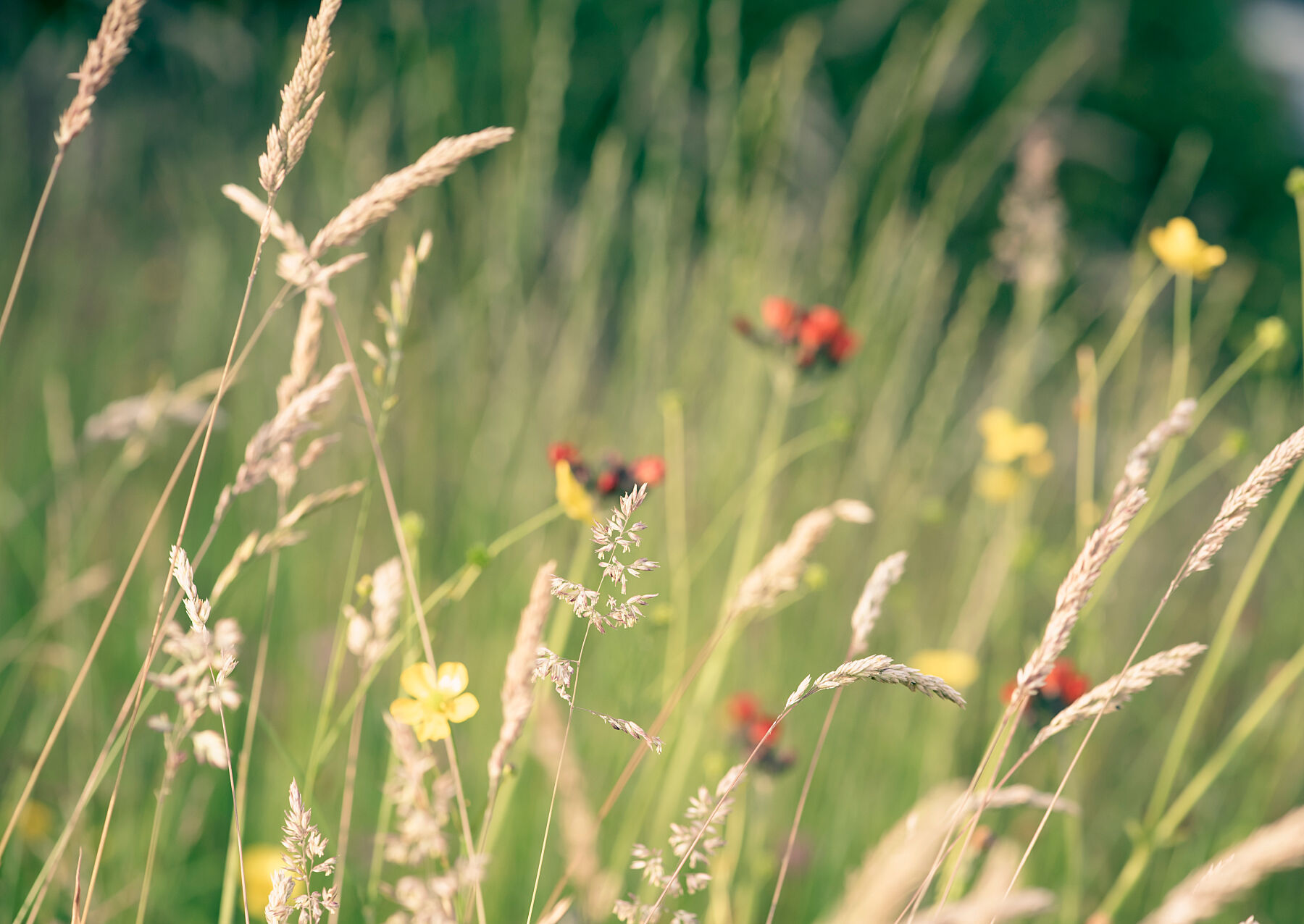 Meadow 003